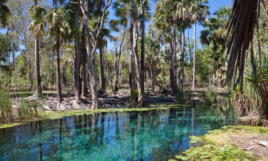 northern territory mataranka springs